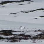 Denne vurderes nå tatt inn i rødlista fra høsten av.