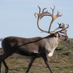 Ønsker du å jakte stor- eller liten bukk i Forollhogna? Da kan du sende søknad til villreinutvalget.