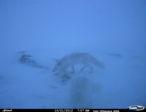 Cdy00331