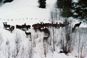 hjorteforing