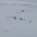 Reinsflokk i Forollhogna, mai 2010.