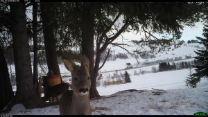 Rådyr ved foringsstasjonen.