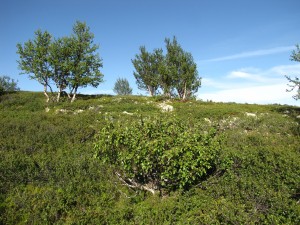 Her har elgen vært på ferde. Fra Englia, Knutshø/Kvikne.