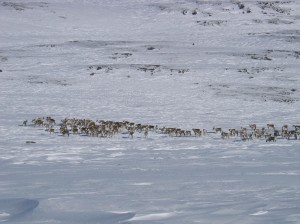 Villreinen trenger ekstra ro i vinterhalvåret. Foto: Frode Aalbu.
