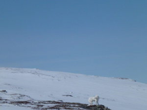 Fjellreven finnes fortsatt i Forollhogna. Foto: Ingebrigt Storli