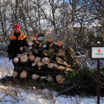 I november ble en bestand av contorta/vrifuru tatt ut fra Forollhogna nasjonalpark.