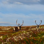 Regjeringen vil endre utmarksforvaltningen. Men tas det nok hensyn til disse i forslaget?