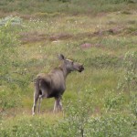 Denne har vært oftere å se enn reinen innen TOR så langt under årets jakt. Foto: Frode Aalbu