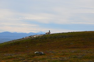 Sau ved saltautomat ved Svartsjølikletten høsten 2013. Foto: Esten S Skullerud