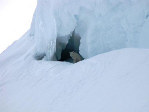 Fjellreven har fått egen forskrift. Foto: Kristin L Austvik