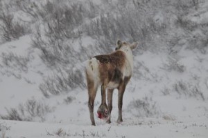 Dersom dyr blir gående lenge med fotråte kan det gå som med denne avmagrede, hardt angrepne storbukken som ble avlivet i Forollhogna 9. januar i år. Foto: Erik Ydse