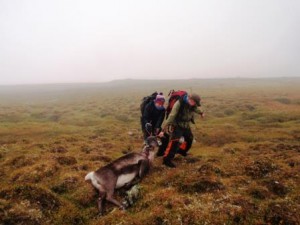 Villreinnemda har lagt fram forslag til nytt tellende areal for Forollhogna villreinområde. Foto: Kristin L Austvik