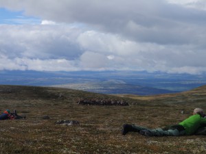 Villreinjakta i Forollhogna blir forlenget i år.