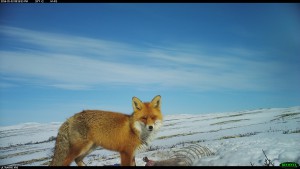 Denne kare er det skuddpremie på innen Kvikne. Foto: Viltkamera, NINA.