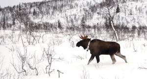 50 elger får GPS- merkebånd i Sær- Trøndelag i vinter. Foto © Øystein Os og Christer Rolandsen/NINA